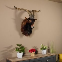 Ziegenbock Wildziege Kopfpräparat Kopf Ziege Gehörn Hornlänge 73cm