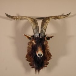 Ziegenbock Wildziege Kopfpräparat Kopf Ziege Gehörn Hornlänge 73cm