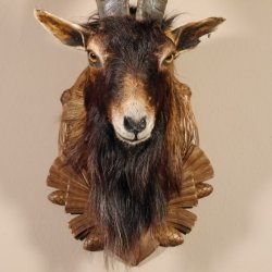 Ziegenbock Wildziege Kopfpräparat Kopf Ziege Gehörn Hornlänge 73cm