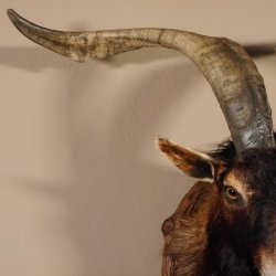 Ziegenbock Wildziege Kopfpräparat Kopf Ziege Gehörn Hornlänge 73cm