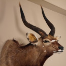 Nyala Antilope Kopf Schulter Pr&auml;parat Afrika afrikanische Troph&auml;e #95.22.3