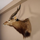 Nyala Antilope Kopf Schulter Pr&auml;parat Afrika afrikanische Troph&auml;e #95.22.3