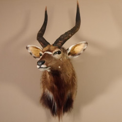Nyala Antilope Kopf Schulter Präparat Afrika afrikanische Trophäe #95.22.3