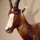 Blessbock oder Buntbock Antilope Haupt Kopf Schulter Pr&auml;parat HL 42 cm #95.5.13