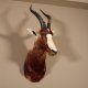 Blessbock oder Buntbock Antilope Haupt Kopf Schulter Präparat HL 42 cm #95.5.13