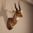Buschbock abnorm Antilope Afrika Kopf Schulter...