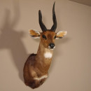Buschbock abnorm Antilope Afrika Kopf Schulter Pr&auml;parat Troph&auml;e HL 36 cm