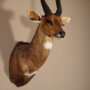 Buschbock abnorm Antilope Afrika Kopf Schulter Pr&auml;parat Troph&auml;e HL 36 cm