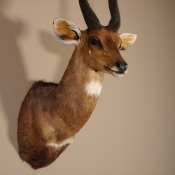 Buschbock abnorm Antilope Afrika Kopf Schulter Präparat Trophäe HL 36 cm