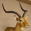 Impala Antilope Afrika Kopf Schulter Pr&auml;parat Troph&auml;e HL 59 cm