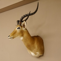 Impala Antilope Afrika Kopf Schulter Präparat Trophäe HL 59 cm