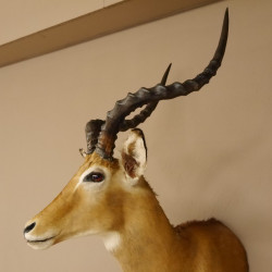 Impala Antilope Afrika Kopf Schulter Präparat Trophäe HL 59 cm