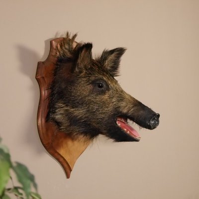 Wildschwein kleines Kopf Präparat Höhe 45 cm Wildschweinhaupt Jagd Trophäe Keiler Eber auf Trophäenschild