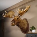 Elchkopf Elch Kopf Schulter Präparat Höhe 146 cm Geweih Jagd Trophäe taxidermy