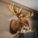 Elchkopf Elch Kopf Schulter Präparat Höhe 146 cm Geweih Jagd Trophäe taxidermy
