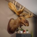 Elchkopf Elch Kopf Schulter Präparat Höhe 146 cm Geweih Jagd Trophäe taxidermy