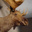 Elchkopf Elch Kopf Schulter Präparat Höhe 146 cm Geweih Jagd Trophäe taxidermy