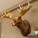 Elchkopf Elch Kopf Schulter Präparat Höhe 146 cm Geweih Jagd Trophäe taxidermy