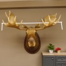 Elchkopf Elch Kopf Schulter Präparat Höhe 146 cm Geweih Jagd Trophäe taxidermy