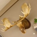 Elchkopf Elch Kopf Schulter Präparat Höhe 146 cm Geweih Jagd Trophäe taxidermy