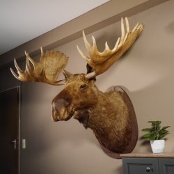 Elchkopf Elch Kopf Schulter Präparat Höhe 146 cm Geweih Jagd Trophäe taxidermy