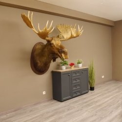 Elchkopf Elch Kopf Schulter Präparat Höhe 146 cm Geweih Jagd Trophäe taxidermy