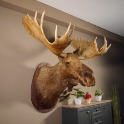Elchkopf Elch Kopf Schulter Präparat Höhe 146 cm Geweih Jagd Trophäe taxidermy