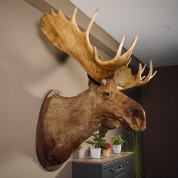 Elchkopf Elch Kopf Schulter Präparat Höhe 146 cm Geweih Jagd Trophäe taxidermy