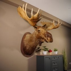Elchkopf Elch Kopf Schulter Präparat Höhe 146 cm Geweih Jagd Trophäe taxidermy
