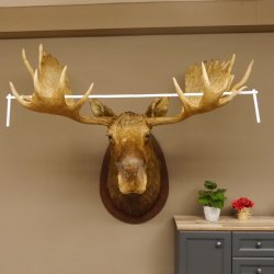 Elchkopf Elch Kopf Schulter Präparat Höhe 146 cm Geweih Jagd Trophäe taxidermy