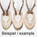 1 Stück Birke Schild Trophäenschild für...