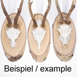 3 pieces of birch wood trophy shield with deer antlers and tree slice, AF 21 cm