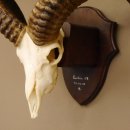 Mufflon Widder Geweih Schädeltrophäe Hornlänge 53,5 cm auf Trophäenschild  #82.1.64