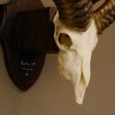 Mufflon Widder Geweih Schädeltrophäe Hornlänge 53,5 cm auf Trophäenschild  #82.1.64