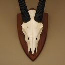 Oryx (Oryx gazella) Antilope Spie&szlig;bock Afrika Sch&auml;deltroph&auml;e Hornl&auml;nge 78 cm auf Troph&auml;enschild #88.3.77