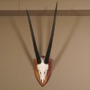 Oryx (Oryx gazella) Antilope Spießbock Afrika Schädeltrophäe Hornlänge 83 cm auf Trophäenschild #88.3.78