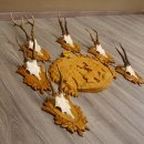 6 Stück Rehgeweihe auf geschnitztem Trophäenschild + 1 geschnitztes Schild Motiv Hirsch Rehbock Reh Bock Geweihe #22.1042
