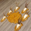 6 Stück Rehgeweihe auf geschnitztem Trophäenschild + 1 geschnitztes Schild Motiv Hirsch Rehbock Reh Bock Geweihe #22.1042