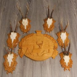 6 Stück Rehgeweihe auf geschnitztem Trophäenschild + 1 geschnitztes Schild Motiv Hirsch Rehbock Reh Bock Geweihe #22.1042