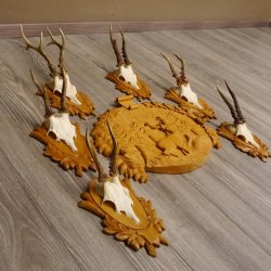 6 Stück Rehgeweihe auf geschnitztem Trophäenschild + 1 geschnitztes Schild Motiv Hirsch Rehbock Reh Bock Geweihe #22.1042