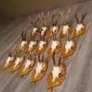 15 Stück Rehgeweihe auf geschnitzten...