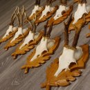 15 Stück Rehgeweihe auf geschnitzten Trophäenschilder Rehbock Reh Bock Geweihe #22.1044