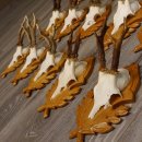 15 Stück Rehgeweihe auf geschnitzten Trophäenschilder Rehbock Reh Bock Geweihe #22.1044
