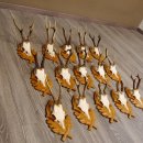 15 Stück Rehgeweihe auf geschnitzten Trophäenschilder Rehbock Reh Bock Geweihe #22.1044