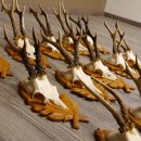 15 Stück Rehgeweihe auf geschnitzten Trophäenschilder Rehbock Reh Bock Geweihe #22.1044