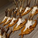 15 Stück Rehgeweihe auf geschnitzten Trophäenschilder Rehbock Reh Bock Geweihe #22.1044