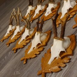15 Stück Rehgeweihe auf geschnitzten Trophäenschilder Rehbock Reh Bock Geweihe #22.1044