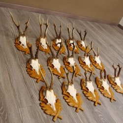 15 Stück Rehgeweihe auf geschnitzten Trophäenschilder Rehbock Reh Bock Geweihe #22.1044