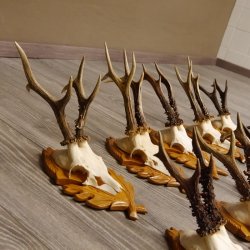 15 Stück Rehgeweihe auf geschnitzten Trophäenschilder Rehbock Reh Bock Geweihe #22.1044