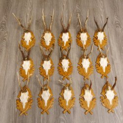 15 Stück Rehgeweihe auf geschnitzten Trophäenschilder Rehbock Reh Bock Geweihe #22.1044